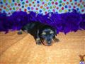 Dachshund
